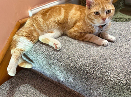 Female cat 4years old