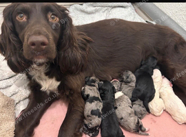 Sprockerpoo puppies