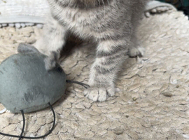 3 Little beautiful kittens