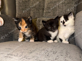 Kittens