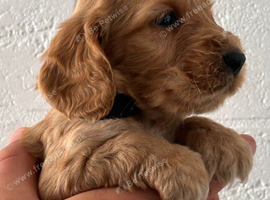 Cocker spaniel puppies