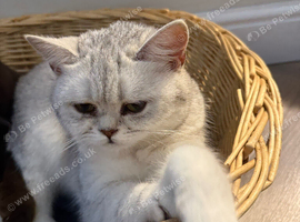 Female British shorthair