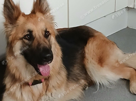 German shepard bitch for sale