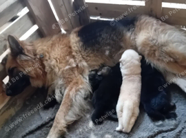 4 week old Germanshepherd pups  fw