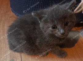 3 kittens left