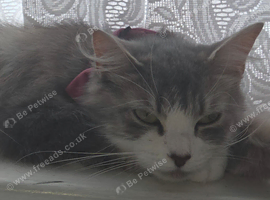 Mia/Bruce