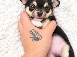 Chihuahua puppies