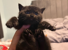 LAST female LEFT BRITISH SHORTHAIR