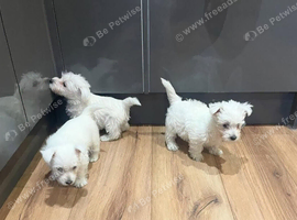 Our three puppies, 2girls&1boy