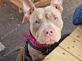 1 year old American pocket bully