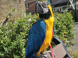 Blue and gold macaw called Mango
