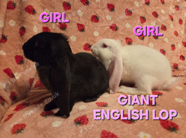 Very Tame Giant English lop does 8weeks last 2