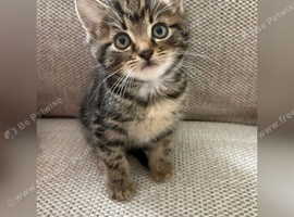 Kittens