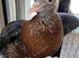 2 hand reared Archangel pigeons