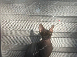 Sphynx boy
