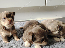 Chihuaha puppies