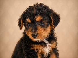Beautiful litter of jackapoos ready for their loving homes!