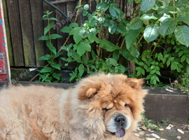 Female Chow For Sale