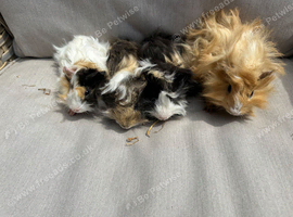 Handsome long haired baby guinea pigs.