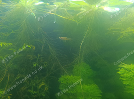 Santa Maria X Endlers guppy young