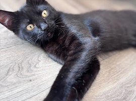 Maine coon cross with British shorthair kitty