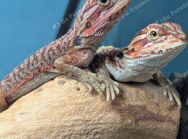 Baby bearded dragons for sale in southeast London SE7