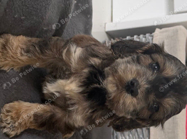 cockapoo puppies