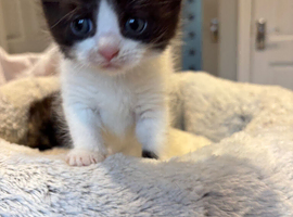 Half British short hair kittens