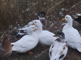 Call ducks