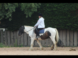 Full loan or lwvtb weight carrier 14hh to 16hh