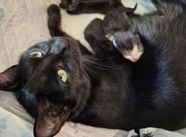2 kittens available next week