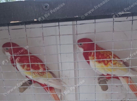 Rubino rosellas