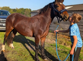 Stunning 2yr old to make 14.2