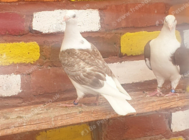 Saddle racing pigeons for sale