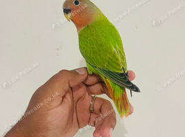 Hand reared lovebirds for sale