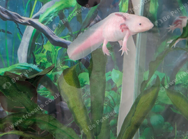 Female axolotl
