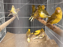 Canaries for sale &bull;Bourne Lincs&bull;
