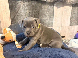 Gorgeous Home Raised KC Registered Staffordshire Bull Terrier Puppies
