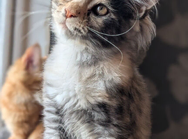 Tica registered Maine coon kittens