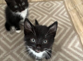 3 kittens for sale