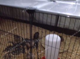 Rehoming 5 hand raised Quails in Glasgow