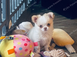 Beautiful chihuahua puppies kc