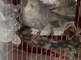 Female budgie blue white 2 years