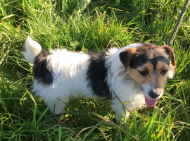 Jack Russell at stud