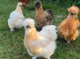 Silkie hens
