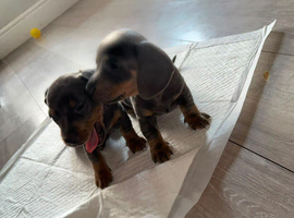 Miniature dachshund