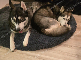 Selling husky