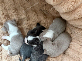 Chihuahua pups