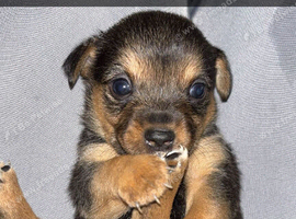 Cairn terriers puppies