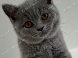 Beautiful Purebred British Shorthair Female Kittens &ndash; Ready Now